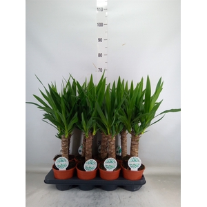 Yucca   ...