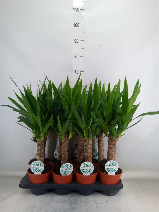 <h4>Yucca   ...</h4>