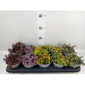 Sedum   ...