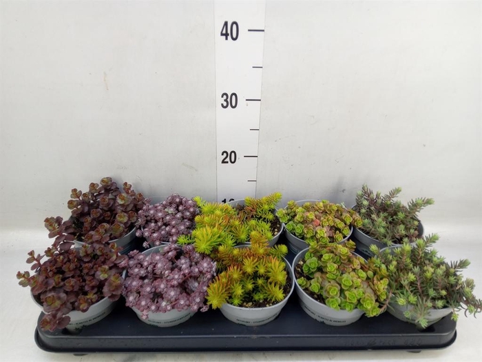 <h4>Sedum   ...</h4>