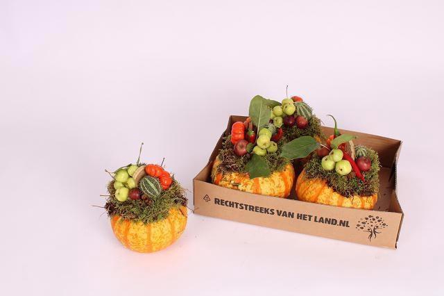<h4>CUCURBITA</h4>