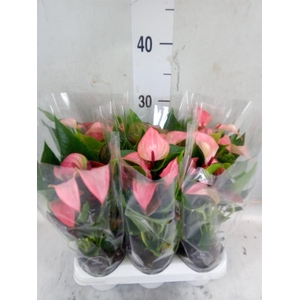 Anthurium  'Matata'