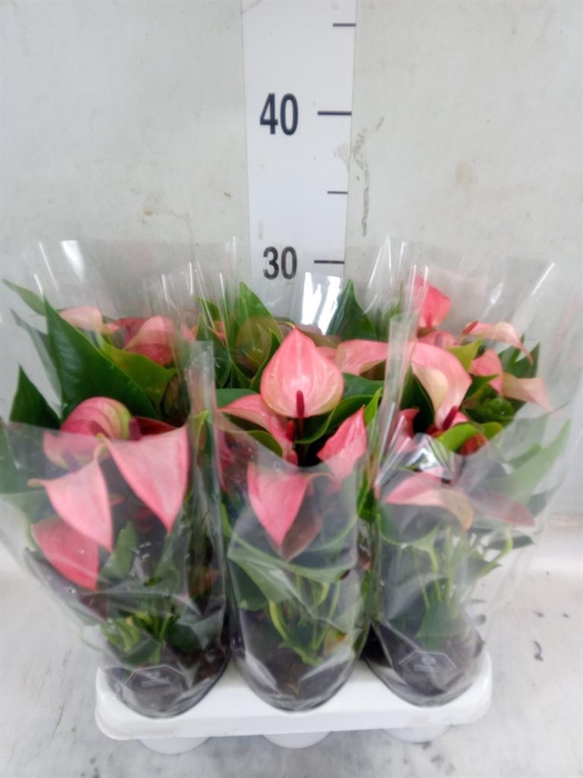 <h4>Anthurium  'Matata'</h4>