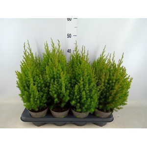 Juniperus chinensis 'Stricta'