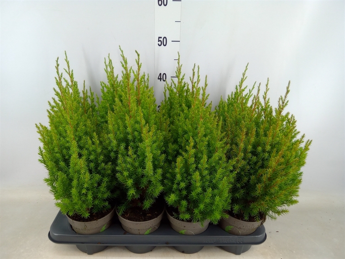 <h4>Juniperus chinensis 'Stricta'</h4>