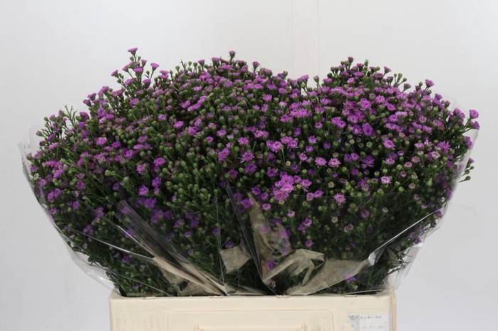 <h4>Aster Baby Pink</h4>