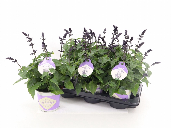<h4>Salvia Salgoon Lake Blueberry</h4>