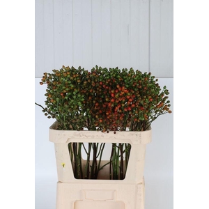 ROSA MAG AUTUM GLORY