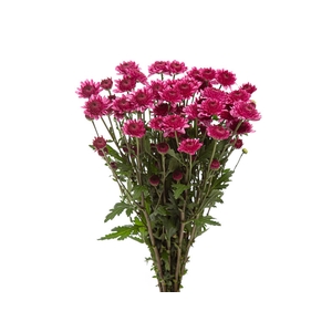 CRISANTEMO SANTINI ABBEY PURPLE 080 CM