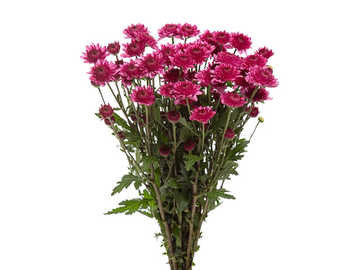 <h4>CRISANTEMO SANTINI ABBEY PURPLE 080 CM</h4>