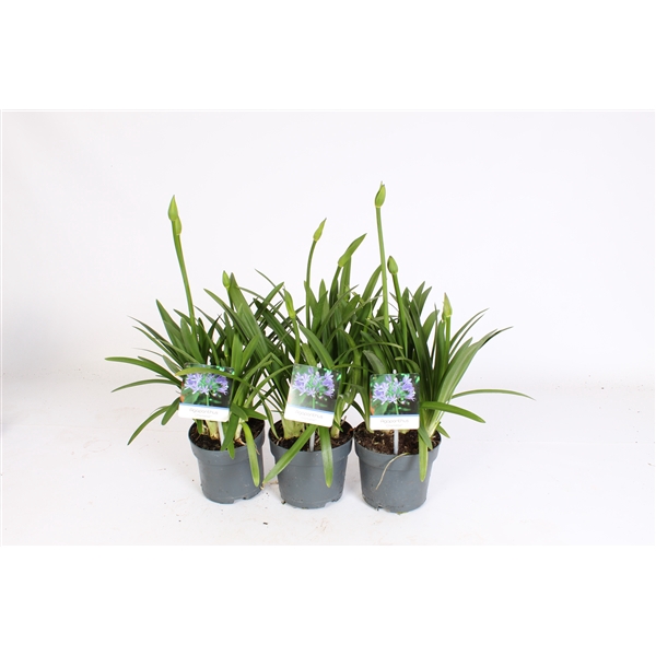 <h4>Agapanthus blauw. 15cm Charlotte 2-5 knop</h4>