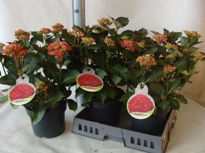 <h4>Hydrangea mac.   ...</h4>
