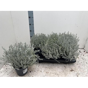 LEUCOPH SILVERCALOS