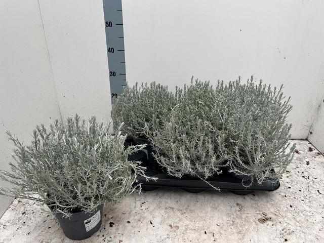 <h4>LEUCOPH SILVERCALOS</h4>