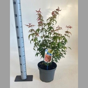 ACER PALMATUM