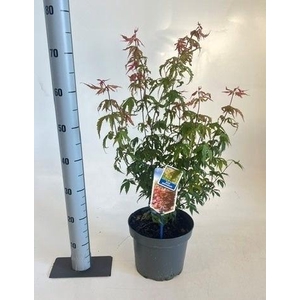 ACER PALMATUM