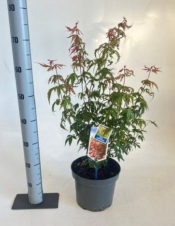 <h4>ACER PALMATUM</h4>