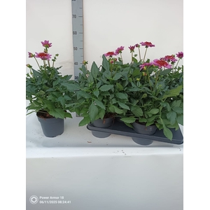 DAHL D M STARBU PINK