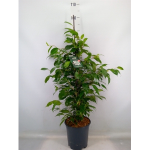Ficus benja. 'Exotica'