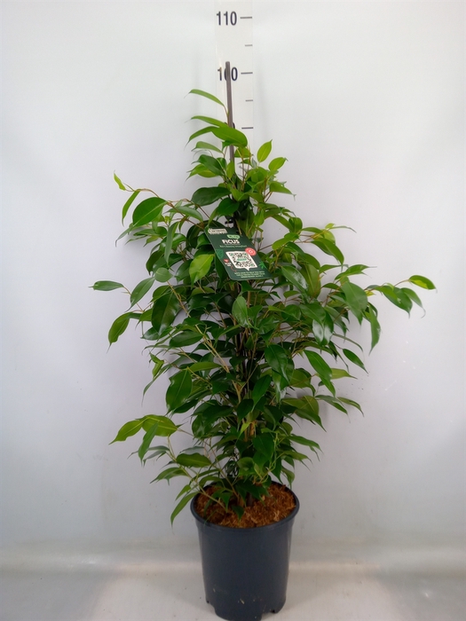 <h4>Ficus benja. 'Exotica'</h4>