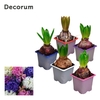 Hyacint Gemengd 6 Kleuren (pl-pasp. op fust)