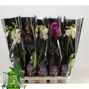 4 Tak Phalaenopsis mix, 24+ Knop, 60 CM, Zwarte hoes