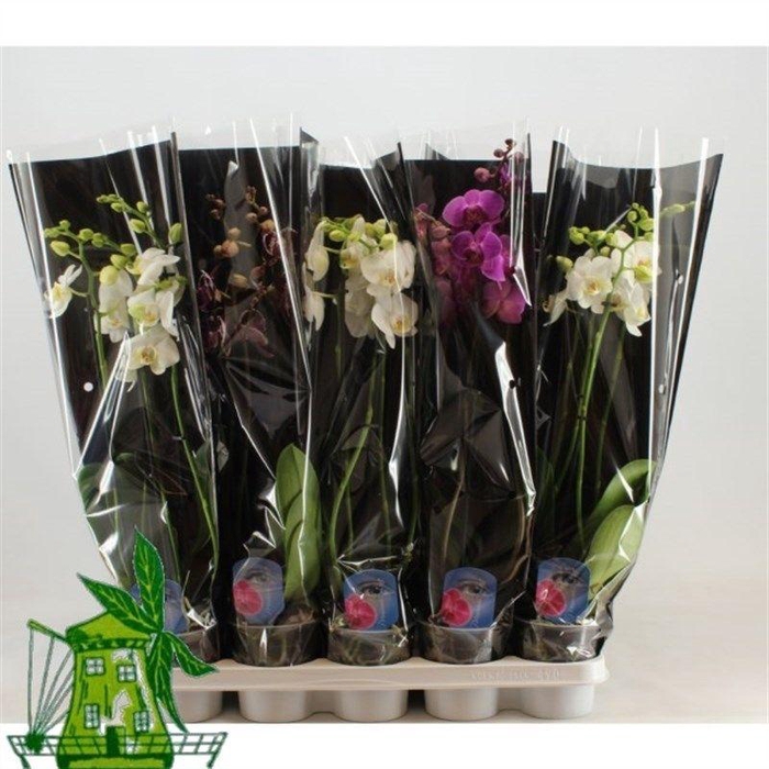 <h4>4 Tak Phalaenopsis mix, 24+ Knop, 60 CM, Zwarte hoes</h4>