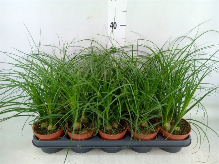 <h4>Beaucarnea recurvata</h4>