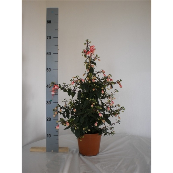 <h4>Fuchsia 'Bella' Pyramide 17cm</h4>