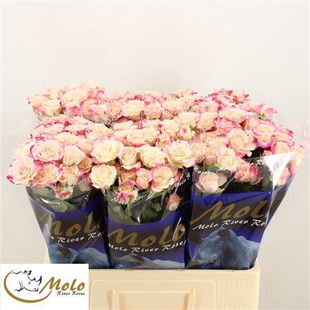 <h4>R Tr Reflex</h4>