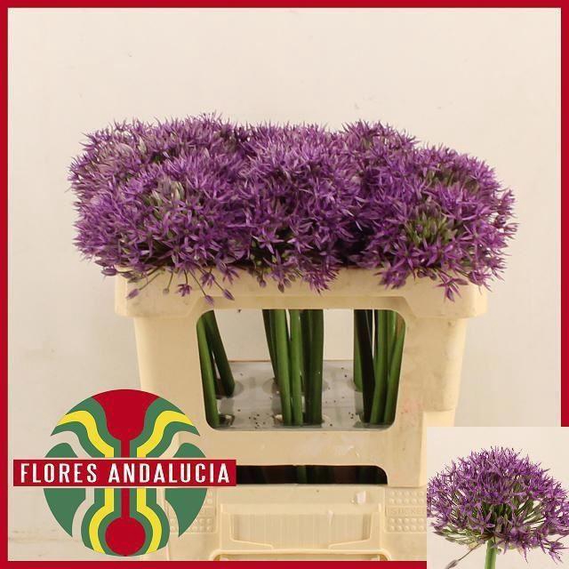 <h4>ALLIUM JACKPOT</h4>