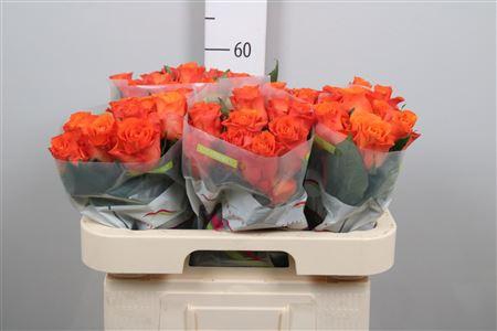 <h4>R Gr Orange Wave</h4>