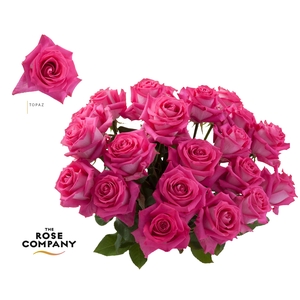 Rosa Ec Topaz