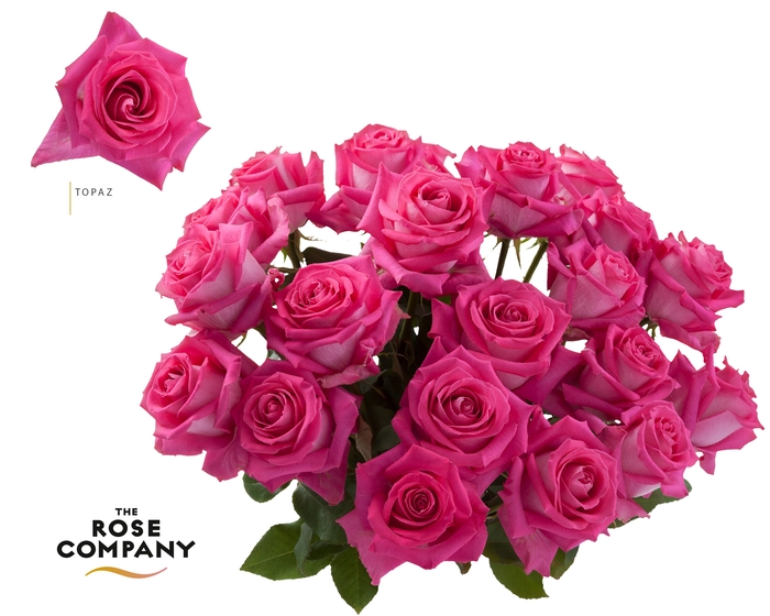 <h4>Rosa Ec Topaz</h4>