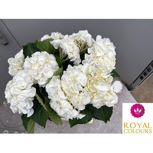 HYDR M ROYAL PRINCES