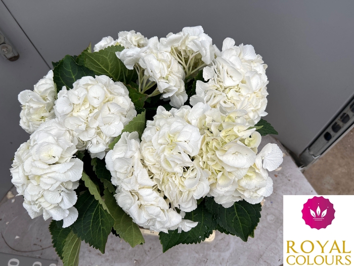 <h4>HYDR M ROYAL PRINCES</h4>