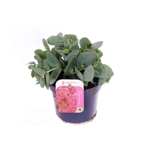 Sedum Herbstfreude