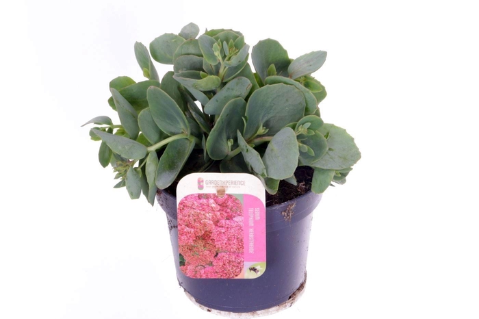 <h4>Sedum Herbstfreude</h4>