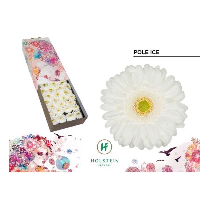 <h4>Ge Gr Halve Doos Pole Ice</h4>