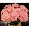 Hydr M Ch Verena Roze 80cm
