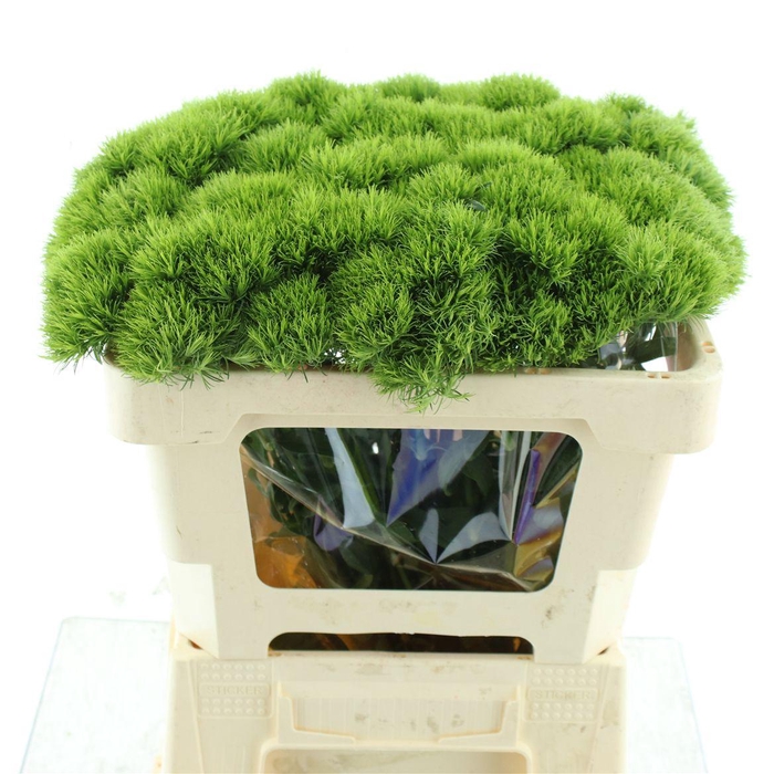 <h4>Di Barb Green Wicky Extra X 50</h4>