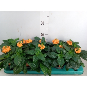 Crossandra infundib. 'Fortuna'