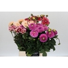 Dahlia Gemengd in fust