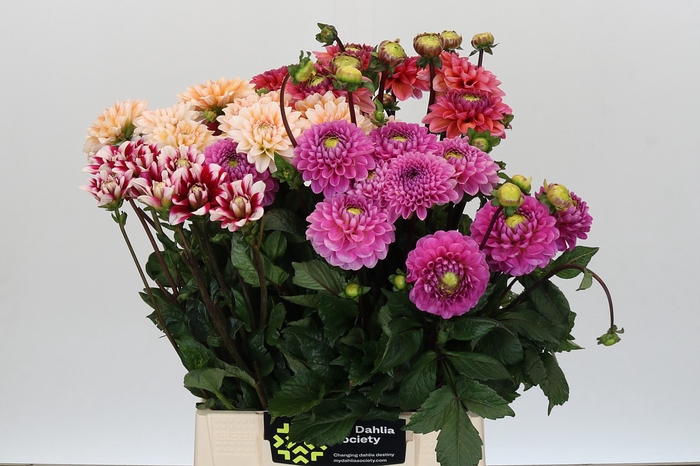 <h4>Dahlia Gemengd in fust</h4>