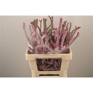 Psylliostachys Suwor