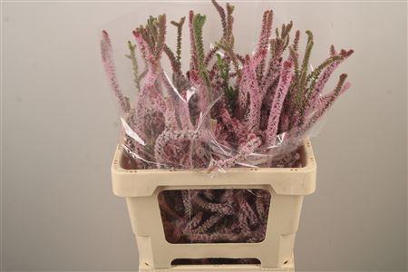 <h4>Psylliostachys Suwor</h4>