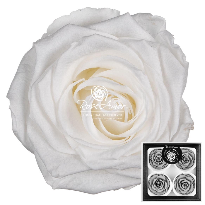 <h4>Bellisima Whi01</h4>