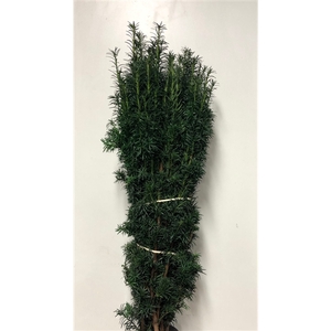 CONIFEER TAXUS GROEN