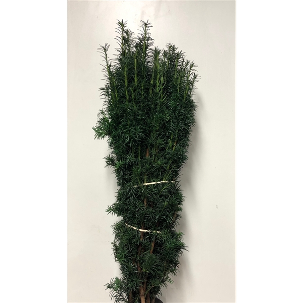 <h4>CONIFEER TAXUS GROEN</h4>