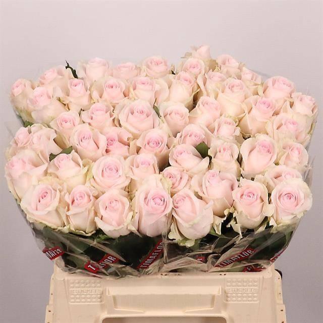 <h4>R GR REVIVAL SWEET</h4>